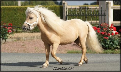 5685, Poney Shetland Palomino #30514460 - Equideow Gaia