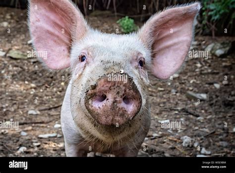 57,011 Pig face Images, Stock Photos & Vectors Shutterstock