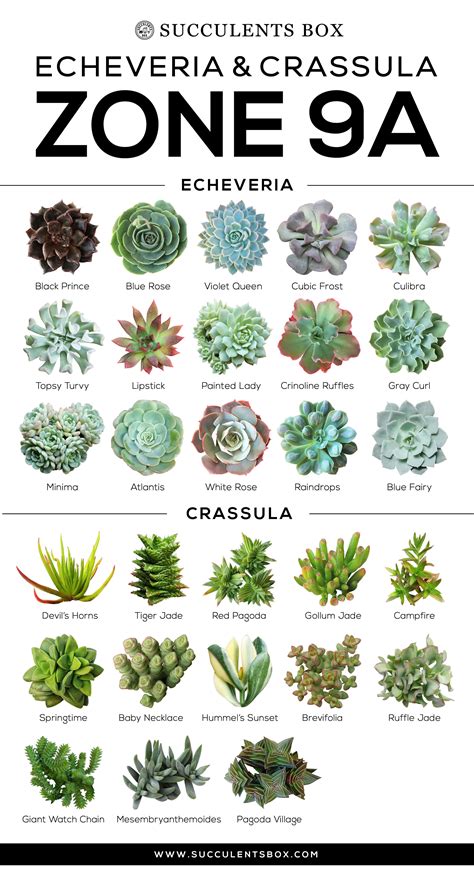57 Types Of Succulents With Names And Pictures Succulent With Yellow Flowers - Succulent With Yellow Flowers