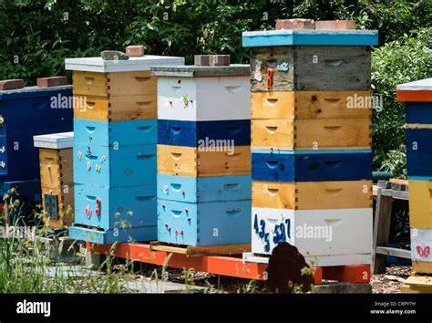 58,809 Bee Hive Nedir Stock Photos - Dreamstime - raincitystudios.com
