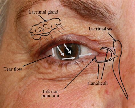 58 Anatomy Of Eye Socket Premium High Res Photos