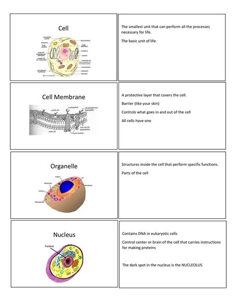 5th Grade Cells Flashcards And Study Sets Quizlet 5th Grade Cells - 5th Grade Cells