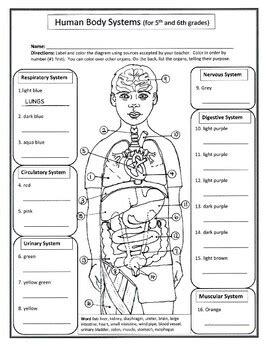 5th grade human body systems quiz