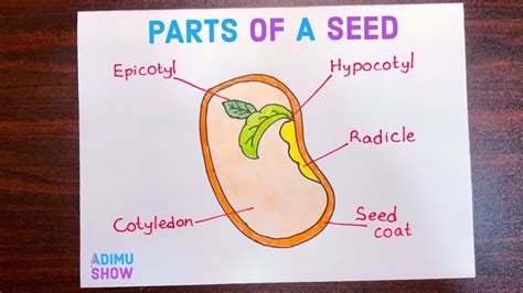 5th Grade Parts Of A Seed   Pdf Parts Of A Seed Worksheet K5 Learning - 5th Grade Parts Of A Seed