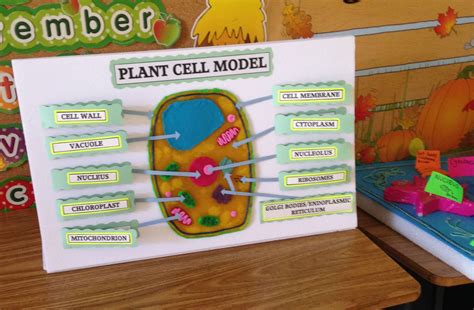 5th Grade Plant Cell Project Free Download On Plant Cell Parts 5th Grade - Plant Cell Parts 5th Grade