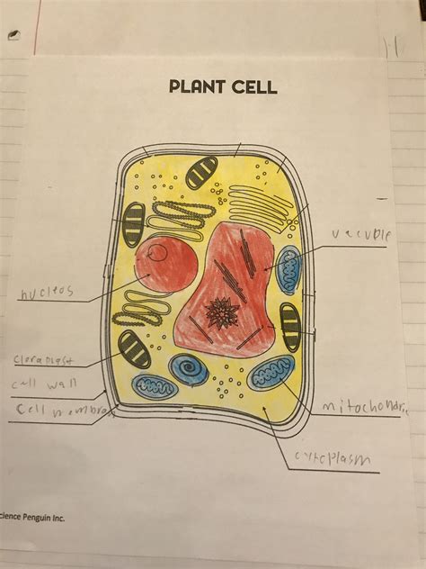 5th Grade Science Cell Flashcards Quizlet 5th Grade Science Cell - 5th Grade Science Cell