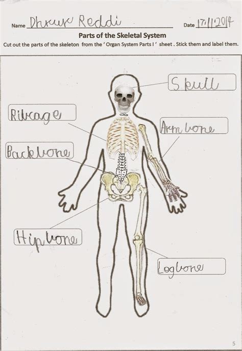 5th Grade Science Human Body Systems W Pictures 5th Grade Body Systems - 5th Grade Body Systems