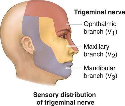 5th sensation. Mar 17, 2022 · The trigeminal nerve is responsible for carrying most of the sensation of the face to the brain. The sensory trigeminal nerve branches of the trigeminal nerve are the ophthalmic, the maxillary, and the mandibular nerves, which correspond to sensation in the V1, V2, and V3 regions of the face, respectively. Ophthalmic nerve: This nerve detects ... 