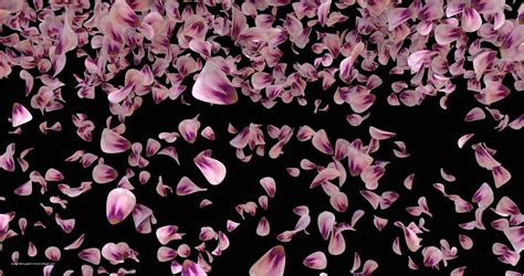 6,100+ Falling Flowers Video After Effect Templates MP4 Free …