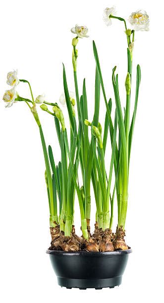 6,600+ Paperwhites Stock Photos, Pictures & Royalty-Free …