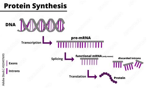 6: DNA and Protein Synthesis - Biology LibreTexts - wintechmobiles.com