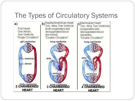 6 types of circulation ppt