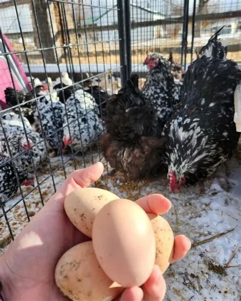 6+ Black Mottled Orpington Eggs chickens fertile hatching eggs