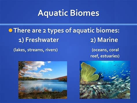 6 3 Aquatic Ecosystems Flashcards Quizlet Aquatic Ecosystems Worksheet Answer Key - Aquatic Ecosystems Worksheet Answer Key