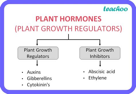 6 4 1 Plant Hormones Amp Growth Save Plant Hormones Worksheet - Plant Hormones Worksheet