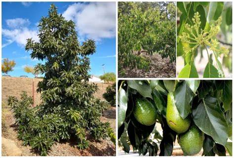 6 Best Avocado Tree Varieties to Grow in Texas - raincitystudios.com
