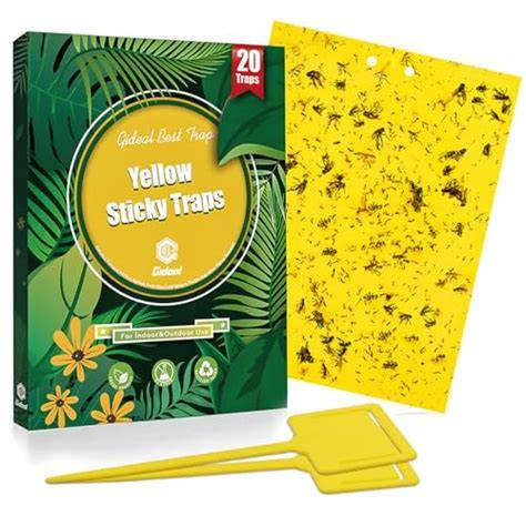 6 Best Fruit Tree Pest Traps for Organic Gardens - raincitystudios.com