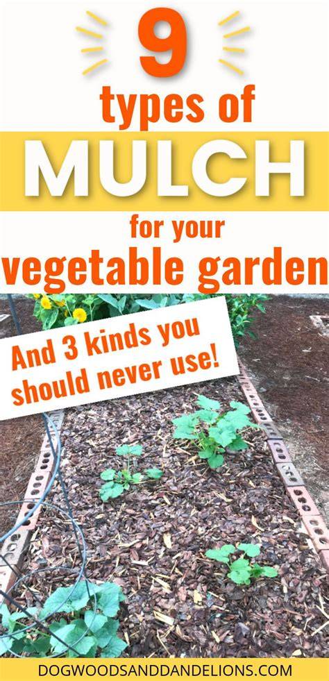 6 Best Mulch Options for Your Vegetable Garden - The … - raincitystudios.com
