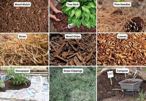 6 Best Mulches For A Pollinator Garden Pros Swear By - raincitystudios.com
