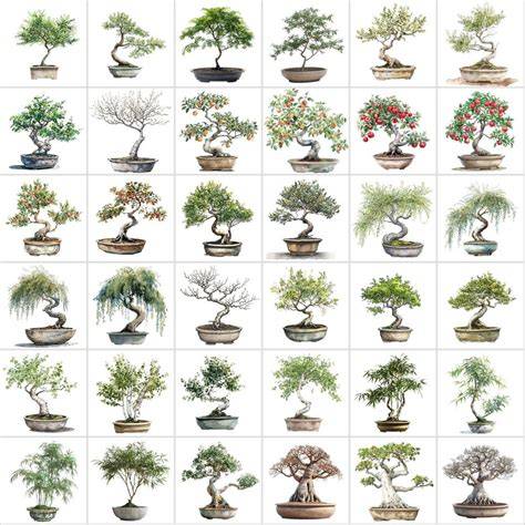 6 Bonsai Styles or Forms For the Perfect Tree - raincitystudios.com