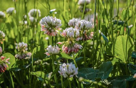 6 Backyard Weeds Your Ducks Can Eat (Clover, Dandelion, And M…