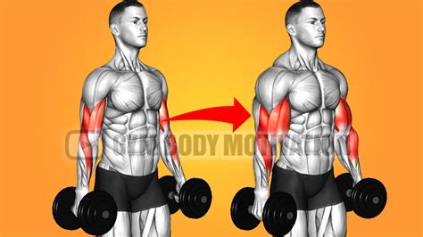 6 Best Exercises to Build Biceps Like Thor
