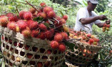 6 Cara Budidaya Tanaman Rambutan Hasil Melimpah - raincitystudios.com
