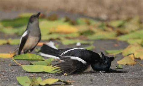 6 Cara Mengobati Burung Sakit Pasti Berhasil - Ilmu … - raincitystudios.com
