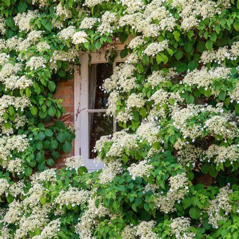 6 climbing plants that thrive on neglect for little effort - raincitystudios.com