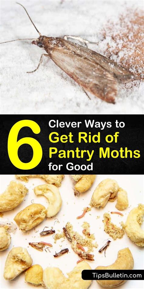 6 Clever Ways to Get Rid of Pantry Moth…