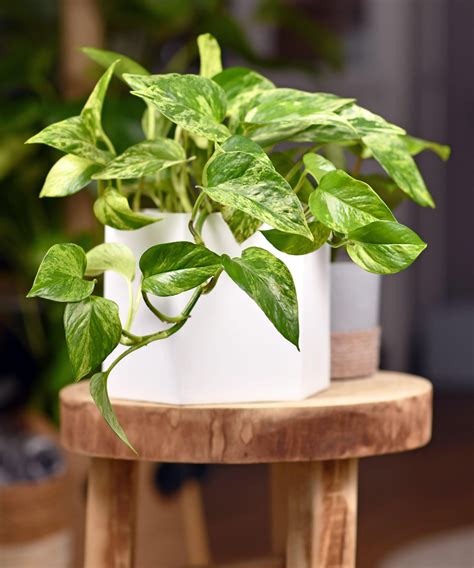 6 Easy Low Care Indoor Plants That Anyone Can Grow