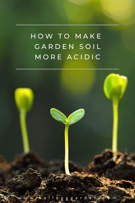 6 Easy Ways To Make Potting Soil More Acidic - Gardening …