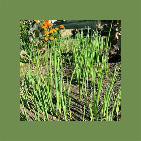 6 Egyptian Walking Onion Plants - Heirloom Organic Grown …