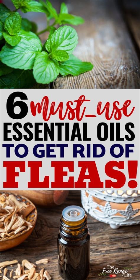 6 Essential Oils for Fleas and How to Use Them in Your Home