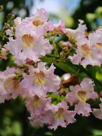 6 Flowering Shade Trees for Color and Comfort - raincitystudios.com
