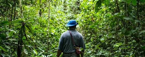 6 guiding principles for successful restoration of tropical forest ... - raincitystudios.com
