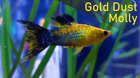 6 Gold Panda Molly Live Fish - eBay