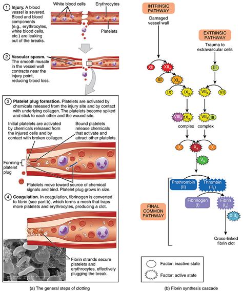 6 Haemostasis and thrombosis pdf