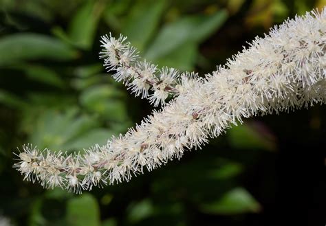 6 Helpful things to know about black cohosh - A Girl Worth …