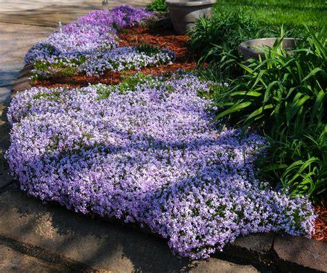 6 Ideas for Ground Cover Plants - Lowe's - raincitystudios.com