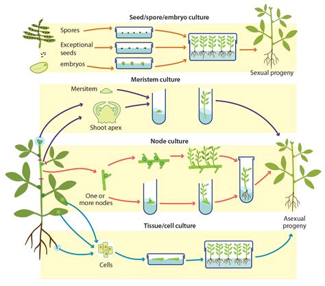 6 Important Methods of Plant Tissue Culture - Biology Discussion