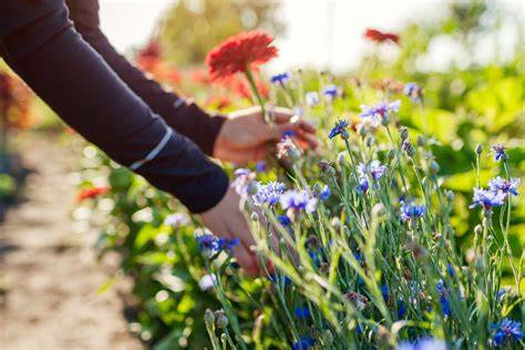 6 Key Challenges Facing Cut Flower Farming Today - raincitystudios.com