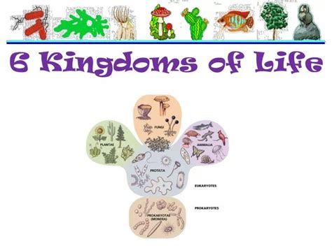 6 Kingdoms of Life - PowerPoint PPT Presentation - PowerShow