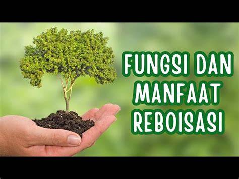 6 Manfaat Reboisasi dan Dampaknya bagi Lingkungan, Bantu Cegah ... - raincitystudios.com