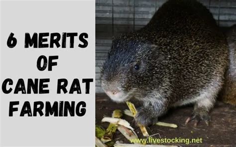 6 Merits of Grasscutter / Cane Rat Farming