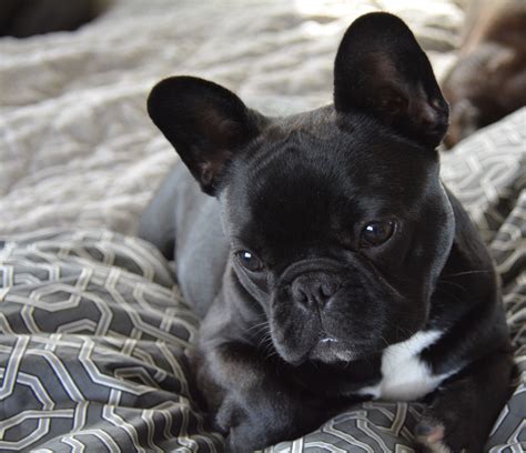 6 Month Old French Bulldog Puppy