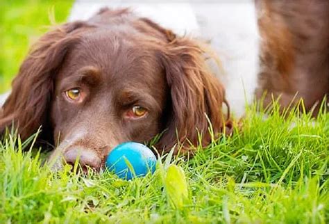 6 Most Common Dog Health Problems - WebMD