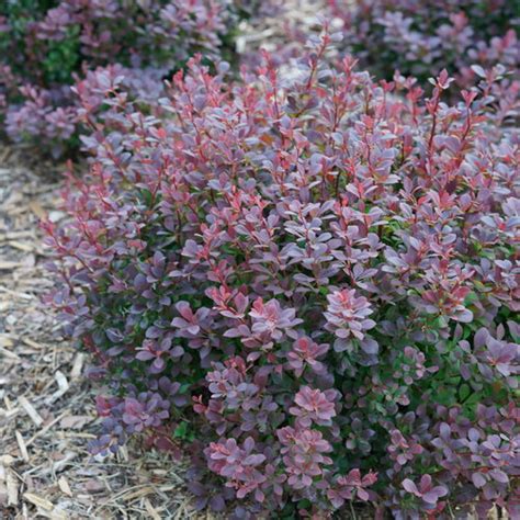 6 No-Prune Shrubs for Landscapes - Proven Winners - raincitystudios.com