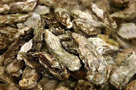 6 Places to Order Oysters on Tybee Island Visit Tybee Island