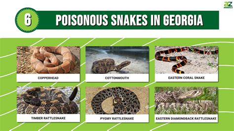 6 Poisonous Snakes in Georgia: The 6 Snakes You Should Watch …